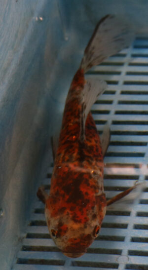 9/10" Photographed Shubunkin (GF47)  