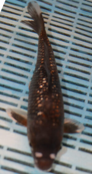 9/10'' Hand Selected Koi Carp (QLR407)