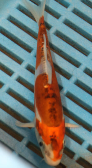 5-6'' Hand Selected Koi Carp (KK18) 