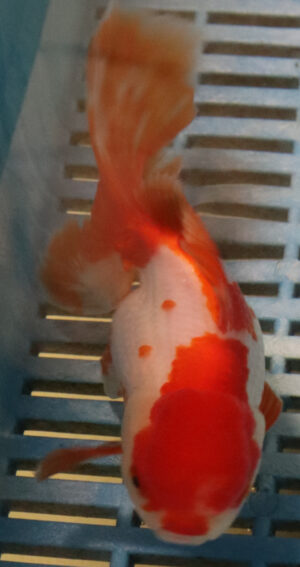 High Quality Oranda 15-18cm (RR43)