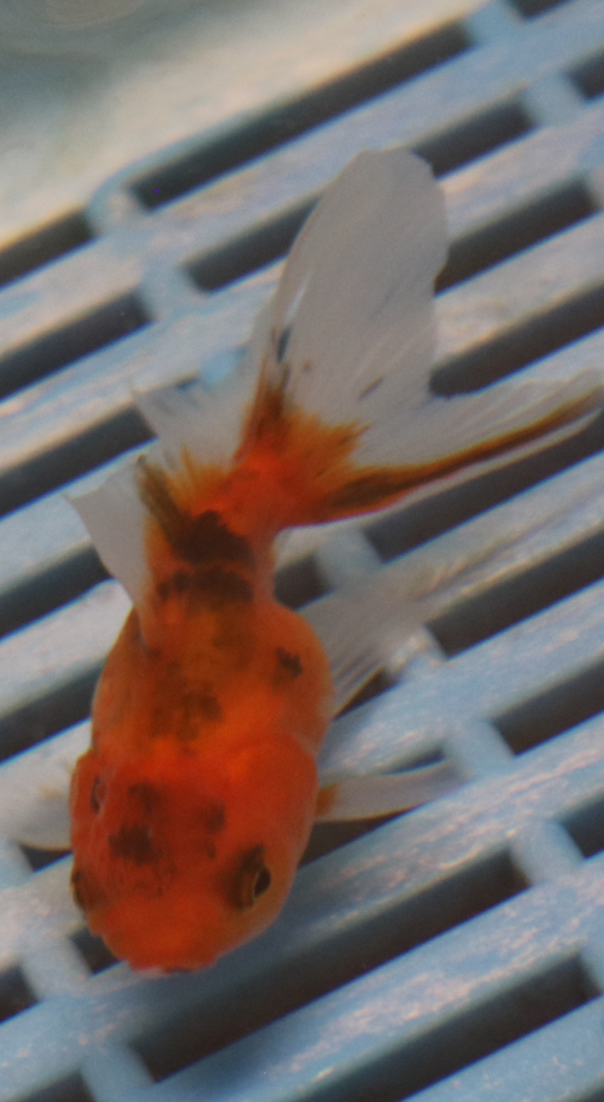 5-6cm High Quality Oranda (BL577)