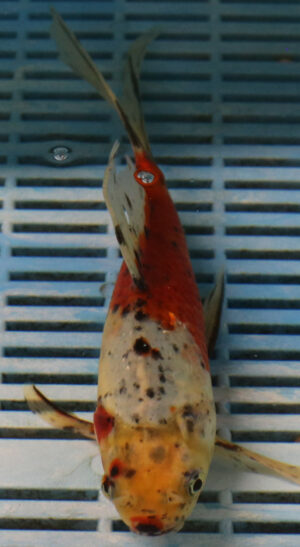 9/10" Photographed Shubunkin (GF48)   