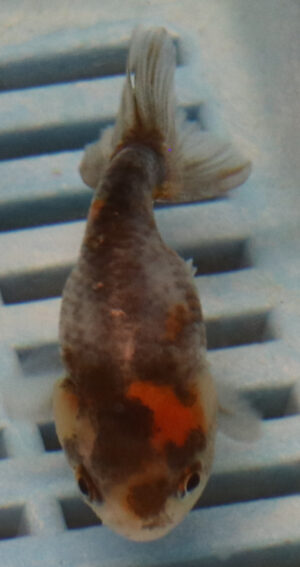 5-6cm High Quality Ranchu (BL518)