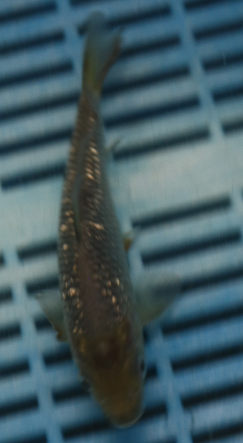 5-6'' Hand Selected Koi Carp (KK19)