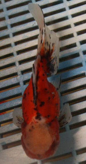 High Quality Oranda 15-18cm (RR44)