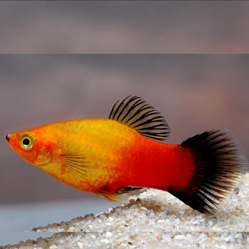Gold Wagtail Platy