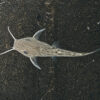 Synodontis Tigrinus