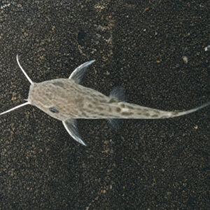 Synodontis Tigrinus