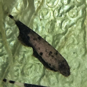 Dalmatian Ghost Knife Fish