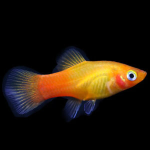 Neon Sunset Platy