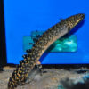 Polypterus Ornatipinnis 5cm 