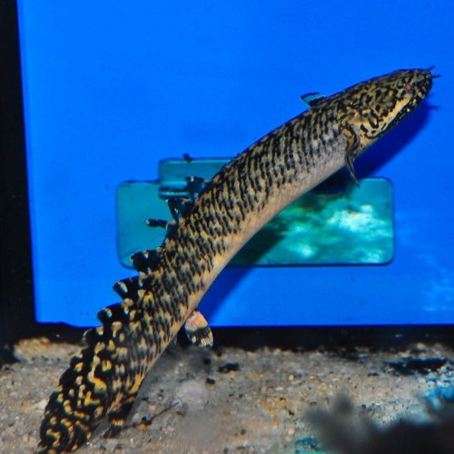 Polypterus Ornatipinnis 5cm