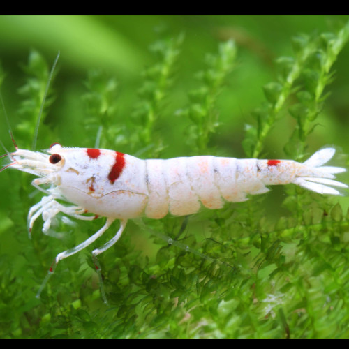 Pure line Red Bee Shrimp