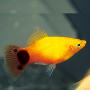 Yellow Mickey Mouse Platy