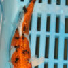 6-7'' Hand Selected Koi Carp (KR33)
