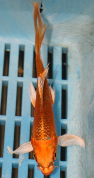 5-6'' Hand Selected Ghost Butterfly Koi Carp (KR46)