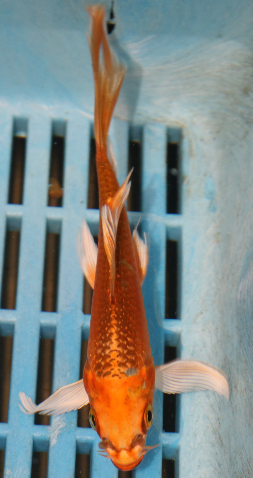 5-6'' Hand Selected Ghost Butterfly Koi Carp (KR46)