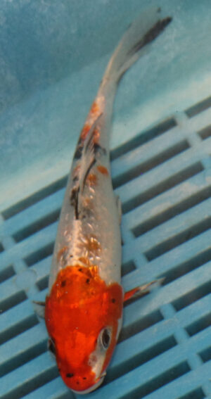 5-6'' Hand Selected Koi Carp (KR19)