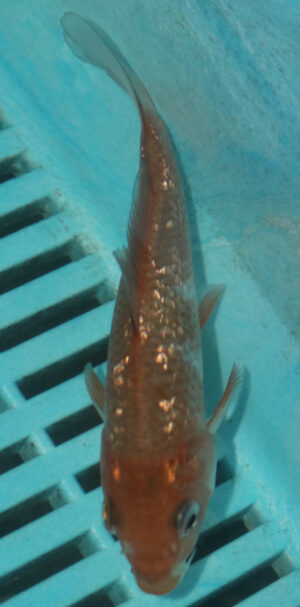 4-5'' Hand Selected Koi Carp  (KC1)