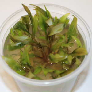 Cryptocoryne Unduatus in Vitro gel cup 