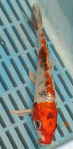 6-7'' Hand Selected Koi Carp (KC17)