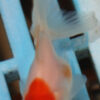 5-6cm High Quality Oranda (OR1)