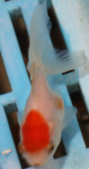 5-6cm High Quality Oranda (OR1)