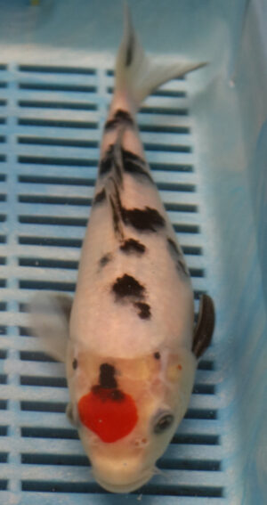 9/10'' Hand Selected Koi Carp (FR1)