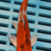 4-5'' Hand Selected Koi Carp  (KR1)