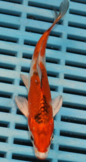 4-5'' Hand Selected Koi Carp  (KR1)