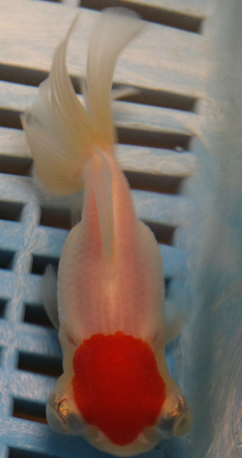 High Quality Telescopic Eye Fantail 9-11cm (RR99)