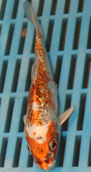 5-6'' Hand Selected Koi Carp (KR28)