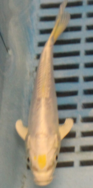 5-6'' Hand Selected Koi Carp (KC16)