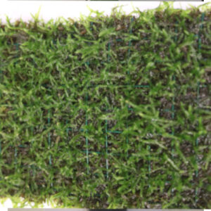 Java Moss Carpet Tray
