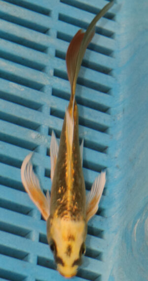 5-6'' Hand Selected Ghost Butterfly Koi Carp (BK59)