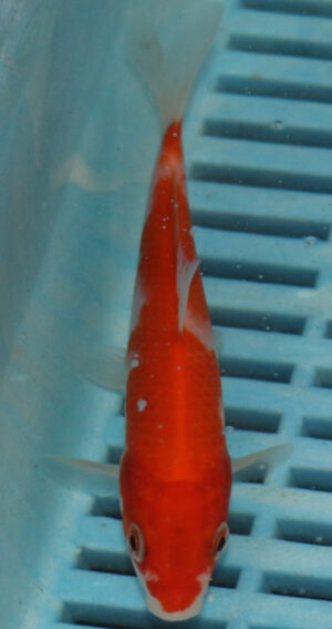 4-5'' Hand Selected Koi Carp  (KR9)