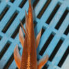 5-6'' Hand Selected Ghost Butterfly Koi Carp (KR55)