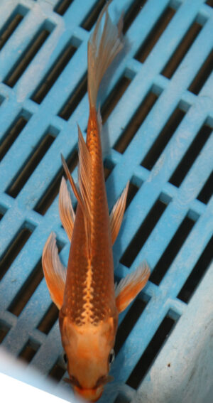 5-6'' Hand Selected Ghost Butterfly Koi Carp (KR55)