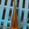 3-4''  Hand Selected Butterfly Koi (BK79)