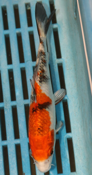 5-6'' Hand Selected Koi Carp (KR29)