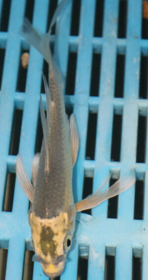 5-6'' Hand Selected Ghost Butterfly Koi Carp (BK60)