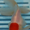 High Quality Oranda 9-11cm (RR73)