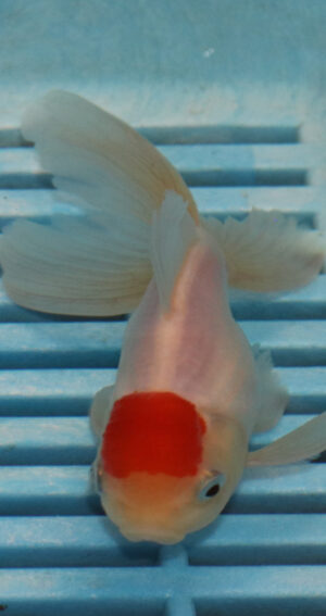 High Quality Oranda 9-11cm (RR73)