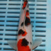 9/10'' Hand Selected Koi Carp (FR11)