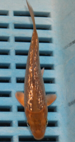 4-5'' Hand Selected Koi Carp  (KR10)