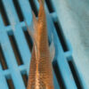5-6'' Hand Selected Ghost Butterfly Koi Carp (KR56)