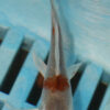 3-4''  Hand Selected Butterfly Koi (BK80)