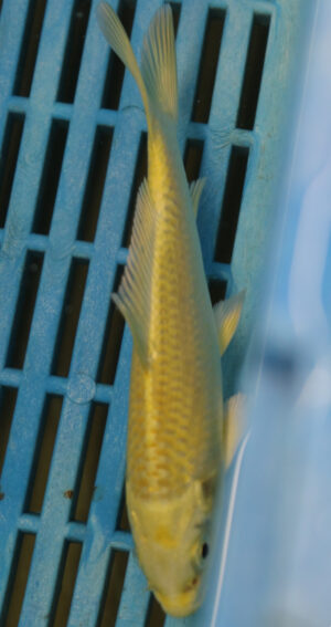 5-6'' Hand Selected Koi Carp (KR30)