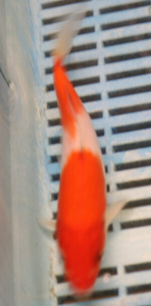 6-7'' Hand Selected Koi Carp (KC28)