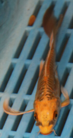 5-6'' Hand Selected Ghost Butterfly Koi Carp (BK61)